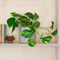 Devil's Ivy House Plant in Capri Pot