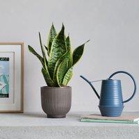 Snake Potted House Plant and Watering Can Bundle Ceramic Grey