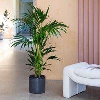 Kentia Palm House Plant in Capri Pot
