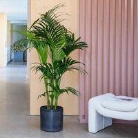 Kentia Palm House Plant in Capri Pot