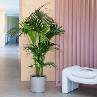 Kentia Palm House Plant in Capri Pot