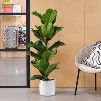 Fiddle Leaf Fig House Plant in Capri Pot