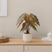 Artificial Alocasia in Ribbed Cream Ceramic Plant Pot