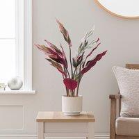 Artificial Calathea in Ribbed Cream Ceramic Plant Pot