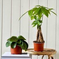 Good Fortune House Plant Bundle