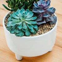 Pisa Bowl Plant Pot