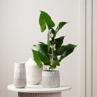 Artificial Real Touch Typhonium in Black Plastic Plant Pot