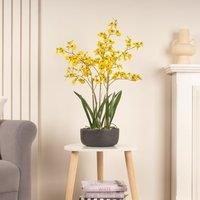 Artificial Yellow Dancing Orchid in Black Ceramic Plant Pot