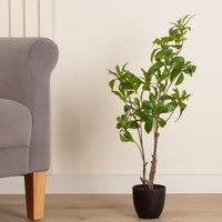 Artificial Pieris Tree in Black Plastic Plant Pot