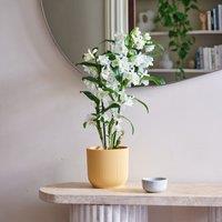 Dendrobium Bamboo Orchid House Plant in Vibes Pot