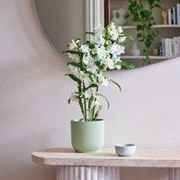 Dendrobium Bamboo Orchid House Plant in Vibes Pot