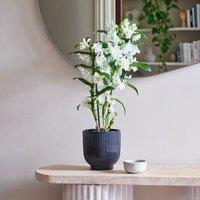 Dendrobium Bamboo Orchid House Plant in Ribbed Pot
