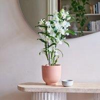 Dendrobium Bamboo Orchid House Plant in Ribbed Pot