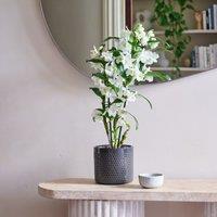 Dendrobium Bamboo Orchid House Plant in Capri Pot