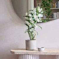 Dendrobium Bamboo Orchid House Plant in Capri Pot