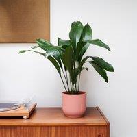 Cast Iron House Plant in Elho Vibes Pot