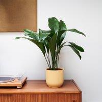 Cast Iron House Plant in Elho Vibes Pot