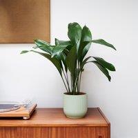 Cast Iron House Plant in Elho Vibes Pot