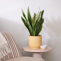 Snake House Plant in Elho Pot
