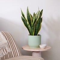 Snake House Plant in Elho Pot