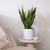 Snake House Plant in Capri Pot