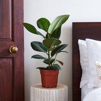 Rubber Plant House Plant