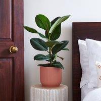Rubber Plant House Plant in Vibes Pot