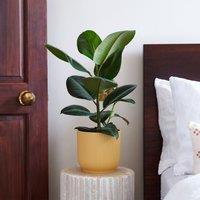 Rubber Plant House Plant in Vibes Pot