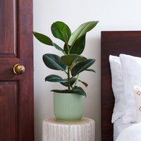 Rubber Plant House Plant in Vibes Pot