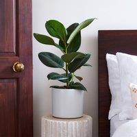 Rubber Plant House Plant in Capri Pot