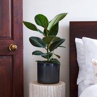 Rubber Plant House Plant in Capri Pot