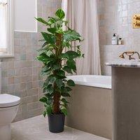 Devil's Ivy Moss Pole House Plant