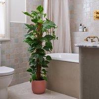 Devil's Ivy Moss Pole House Plant in Vibes Pot