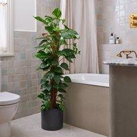 Devil's Ivy Moss Pole House Plant in Capri Pot