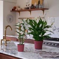 Blooming Beautiful Pair Dendrobium Peace Lily House Plant