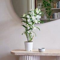Dendrobium Bamboo Orchid House Plant