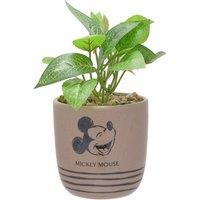 Artificial Plant in Disney Mickey Mouse Brown Ceramic Plant Pot