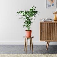 Kentia Palm House Plant