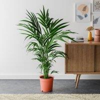Kentia Palm House Plant