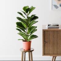 Fiddle Leaf Fig House Plant