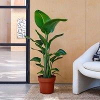Bird of Paradise House Plant