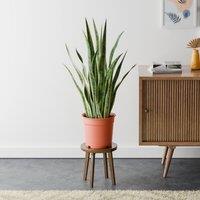 Snake House Plant