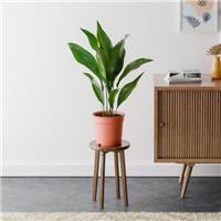 Cast Iron House Plant