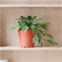 Trailing Satin Pothos House Plant