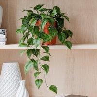 Trailing Philodendron Scandens House Plants