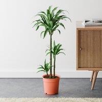 Dracaena Steudneri House Plant