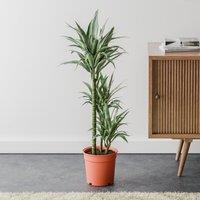 Dracaena Warneckei House Plant