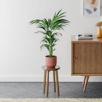 Kentia Palm House Plant in Elho Pot