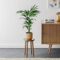 Kentia Palm House Plant in Elho Pot