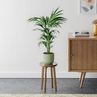 Kentia Palm House Plant in Elho Pot